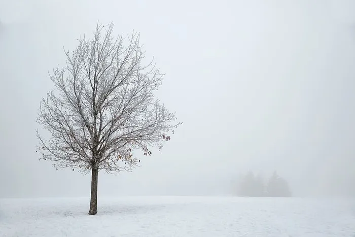 光秃秃的，树上的，有盖的，雪上的，冬天的，棕色的，白天的，时间的