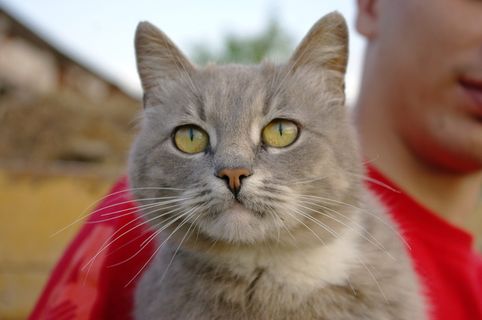 可爱，猫，年轻，视图，宠物，特写，鼻子，猫人