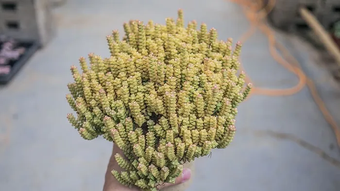 植物,植被,灌木,花,花,树,食物,水果 植物,植被,灌木,花,花,树,食物,水果