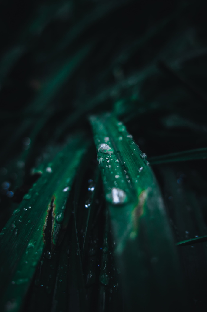 线形叶植物中水滴的特写照片