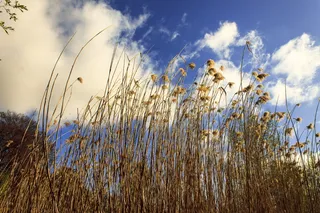 芦苇、天空、湿地植物、云、自然、草、植物