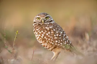 棕色猫头鹰，鸟，喙，羽毛，动物，苍蝇，猫头鹰，眼睛