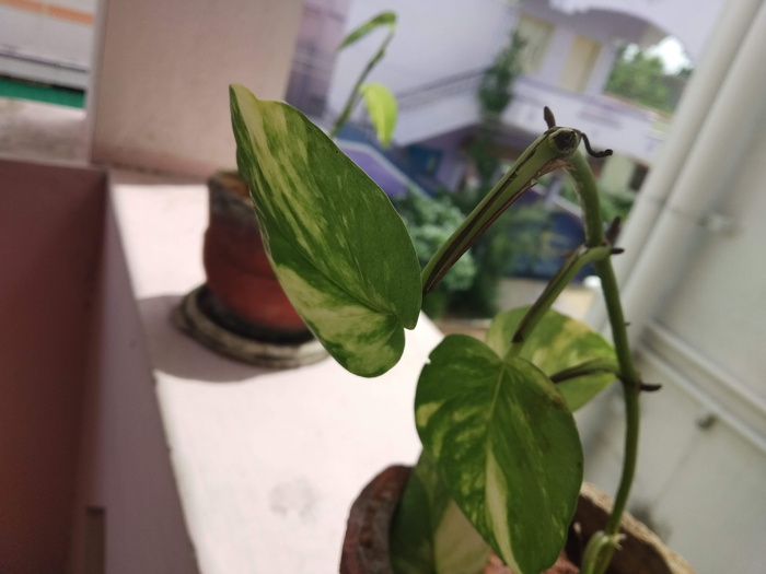 印度，塞勒姆，瓦玛花园大道，金钱植物，植物，叶子，植物部分，特写