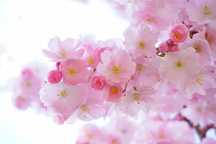 樱花，日本樱花树，花朵，春天，日本樱花，观赏樱花，日本樱花，开花时间