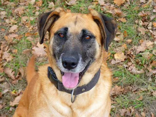 狗，头，看，冷静，小心，狗，头，宠物，家畜