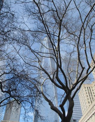 树，植物，建筑，城市，城市，树干，办公楼，建筑