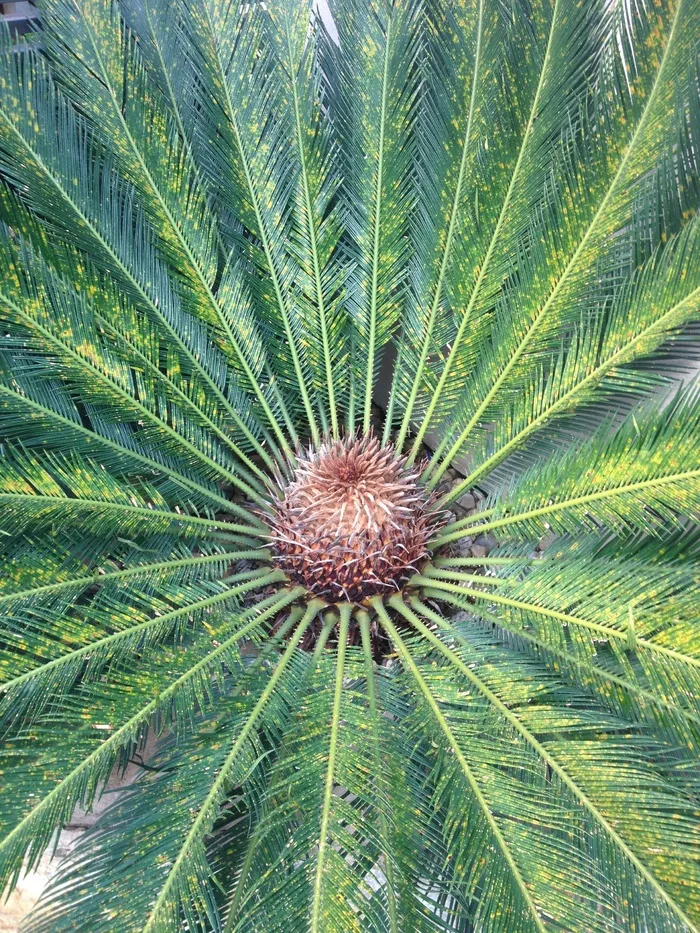 对称、自然、棕榈树、西米、巴西、花园、绿色、植物