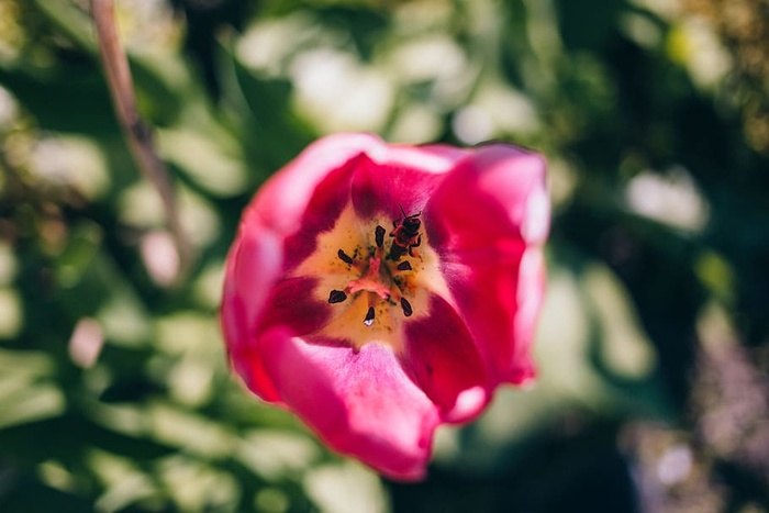 粉色，花瓣，花朵，自然，花园，波基，模糊，花朵
