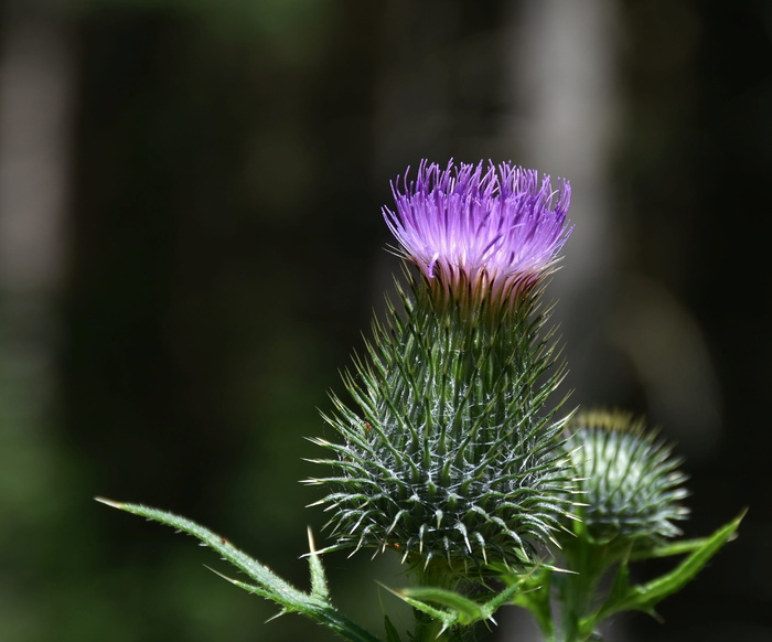 close，photo，紫色，globe蓟花，蓟，pappus，花冠状，acker蓟