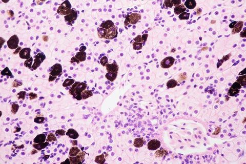 肝细胞的光学显微镜观察