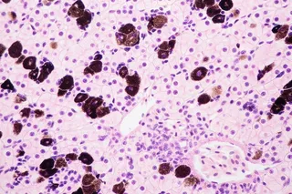 肝细胞的光学显微镜观察