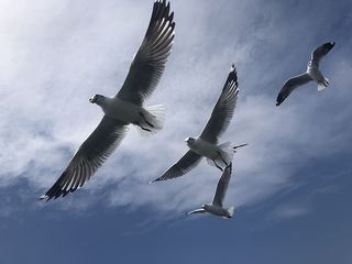 鸟，动物，飞行，海鸥，西格尔，因乐，镶嵌，正宗