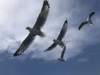 鸟，动物，飞行，海鸥，西格尔，因乐，镶嵌，正宗