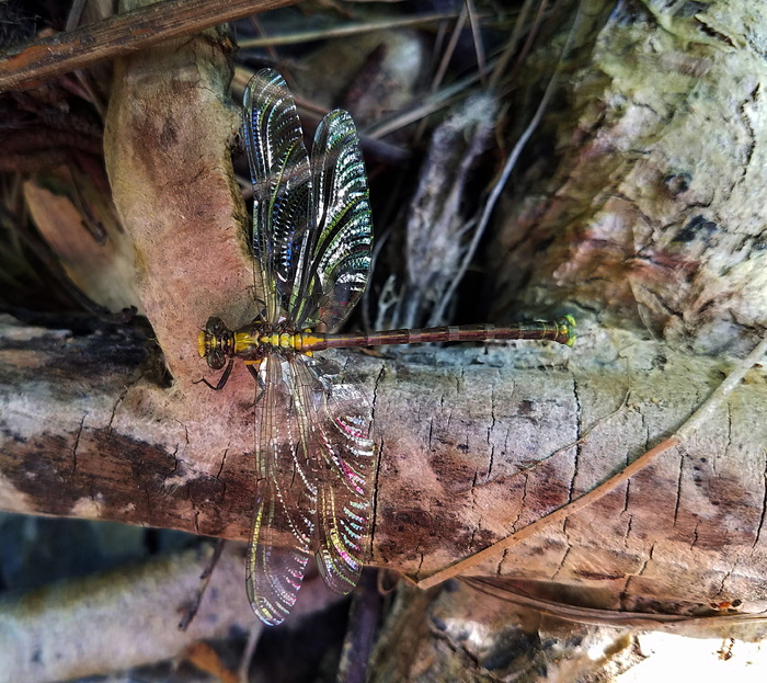 蜻蜓, 昆虫, bug, 翅膀, 溪, 鹿溪, 内华达县, ca