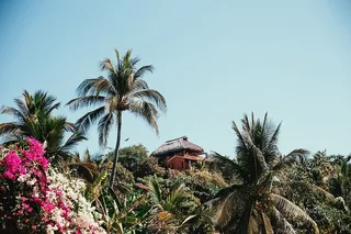 被棕榈树和树叶环绕的热带小屋