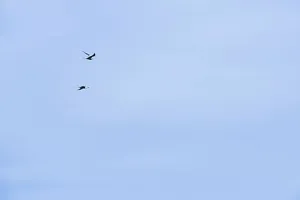 低角度照片，剪影，鸟，飞行，天空，二，清晰