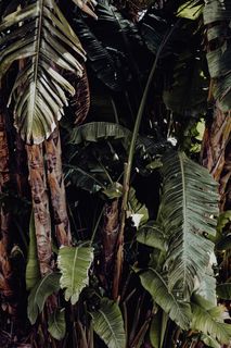 葡萄牙里斯本贝伦热带植物园