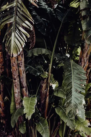 葡萄牙里斯本贝伦热带植物园