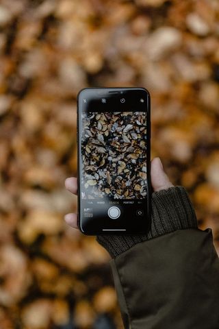 秋天在雾天步行到森林