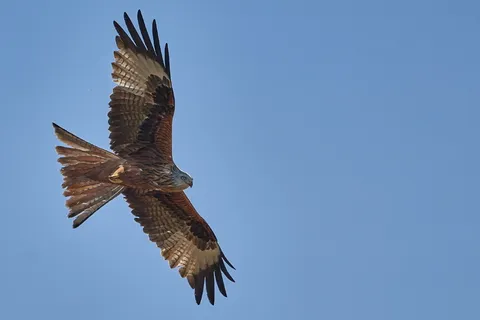 米兰，鸟，猛禽，猎鹰，自然，阿德勒，飞行，羽毛