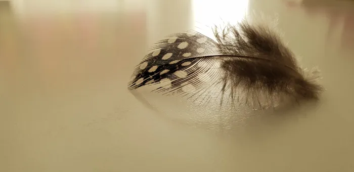 自然, 户外, 沙, 南非, 艺术, 土壤, 无脊椎动物, 蜜蜂