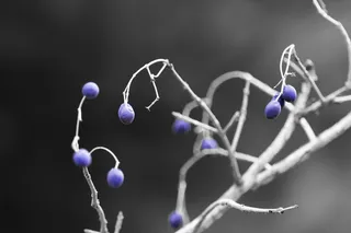 蓝色、植物、树木、宏观、自然、特写、选择性聚焦、无人