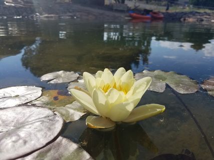 池、水、湖、自然、倒影、礼来、花、莲花