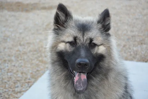 狗，母狗圣诞节，小母狗，伴侣，狗，小狗，一种动物，哺乳动物