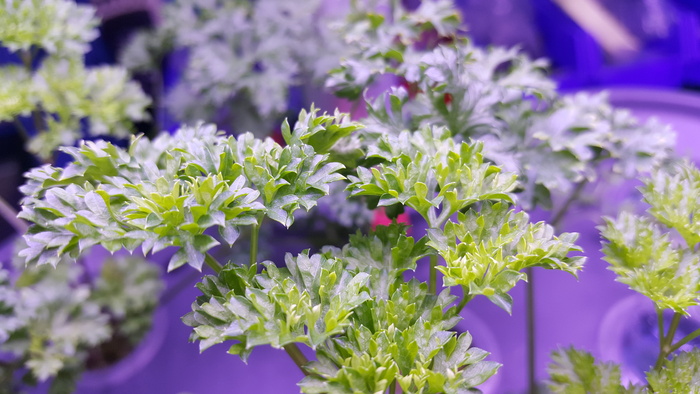 绿色、蔬菜、，歐 芹菜、树叶、欧芹、花、开花植物、紫色