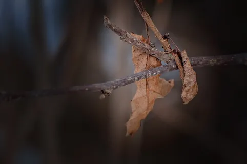 树叶,干燥,秋天,干旱,落叶,真叶,枝条,关闭 树叶,干燥,秋天,干旱,落叶,真叶,枝条,关闭