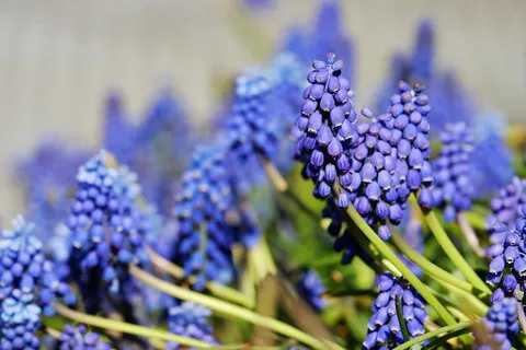 选择性,聚焦照片,葡萄风信子,bloom,muscari,普通葡萄风信子,bloom,flower 选择性,聚焦照片,葡萄风信子,bloom,muscari,普通葡萄风信子,bloom,flower