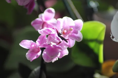 兰花,观赏植物,花朵,紫罗兰,紫色,花朵,粉色,开花植物 兰花,观赏植物,花朵,紫罗兰,紫色,花朵,粉色,开花植物