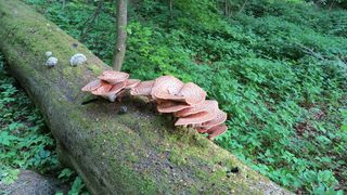 树菌, 山毛榉, 森林, 绿色, 植物, 树, 野生动物, 自然