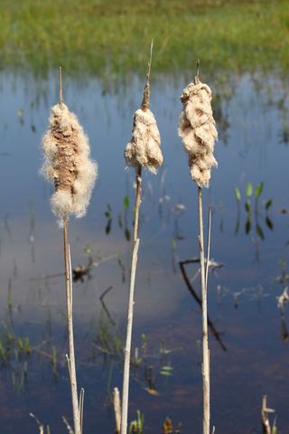 自然、马兰草、水、植物、湖泊、关注前景、香蒲、生长