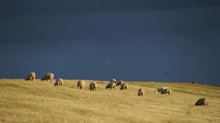 雷雨，堤防羊，羊，堤防，北海，堤防上的羊，gewitterstimmung，哺乳动物