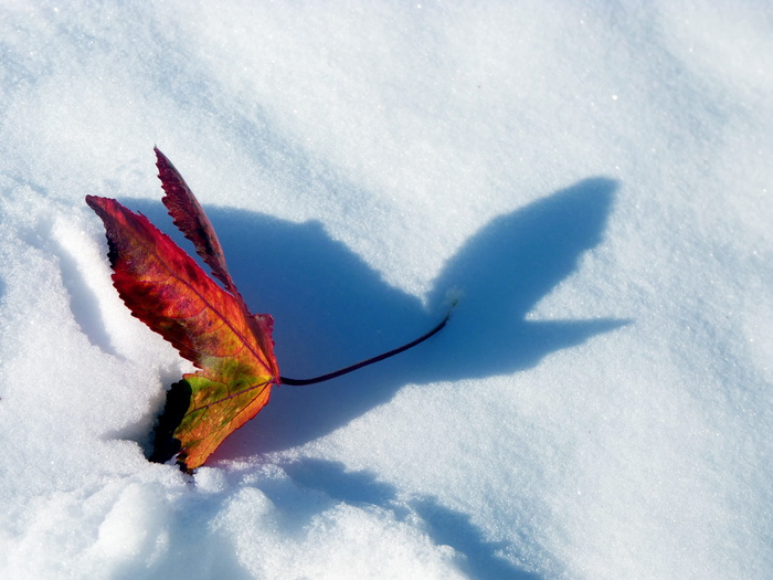 雪，红，枫叶，影子，自然，没有人，树叶，寒冷的温度
