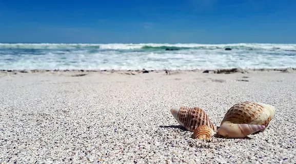 四，米色，贝壳，海岸，贝壳，海，海滩，自然