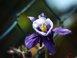 秋葵，花，花园，紫花，开花植物，植物，新鲜，美丽