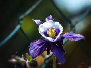 秋葵，花，花园，紫花，开花植物，植物，新鲜，美丽