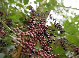 浆果、接骨木、开花植物、植物、水果、食品和饮料、生长、食品