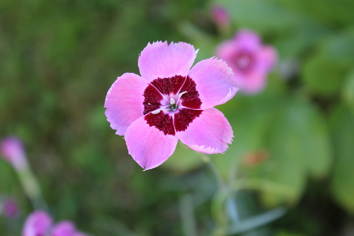 花，花园，自然，花，花园，生长，花瓣，脆弱，粉色