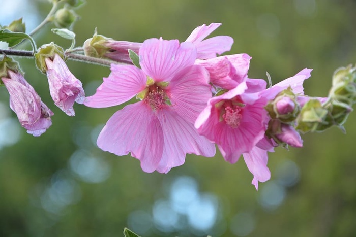 粉色，花朵，芙蓉，灌木，花园，粉色花朵，自然，开花