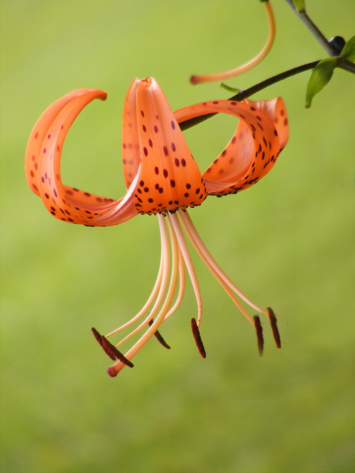 Flower，Bloom，Single，tiger lilly，橙色，Bloom，天然，新鲜