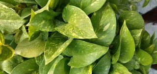 金钱、树叶、财富、生命、环境、黄金、经济、自然