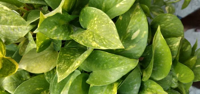 金钱、树叶、财富、生命、环境、黄金、经济、自然 金钱、树叶、财富、生命、环境、黄金、经济、自然