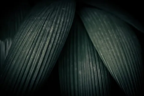 无标题,叶,植物,林地,森林,树,特写,背景 无标题,叶,植物,林地,森林,树,特写,背景