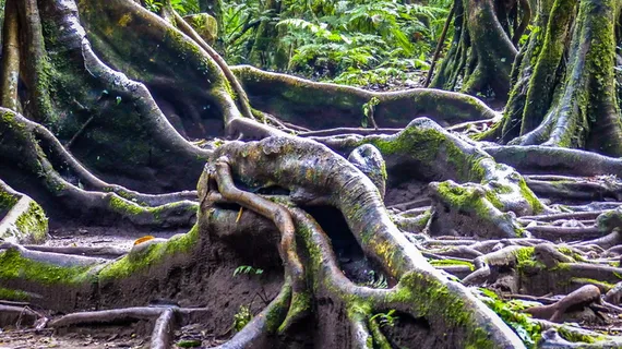 树,自然,景观,老树,森林,凝聚力,大树,根 树,自然,景观,老树,森林,凝聚力,大树,根