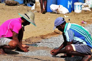 鱼, 干燥, 排序, 工作, 鱼市, 贫穷, 沙子, 人