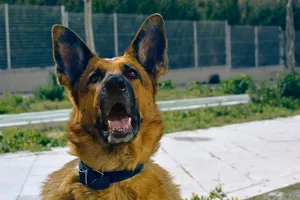 狗，动物，德国牧羊犬，快乐，黑暗，哺乳动物，宠物，街头