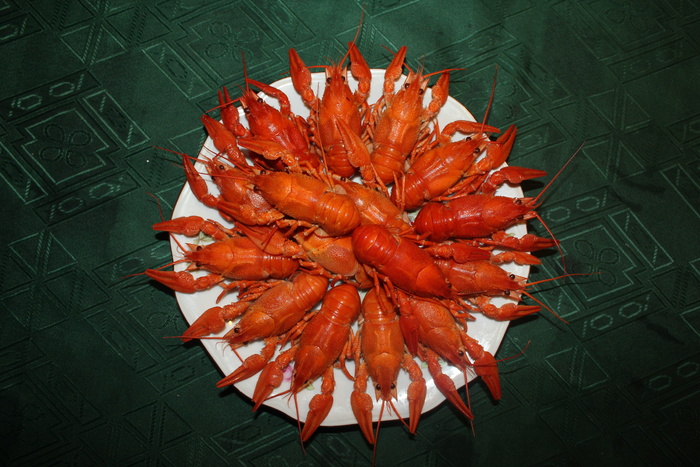 小龙虾，煮小龙虾，红小龙虾，食物，开胃菜，盘子里的小龙虾，高角度视野，新鲜度